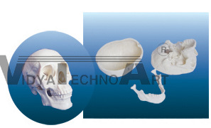 The model of 3 parts of skull Dimension:Natural size 175*150*200(mm)